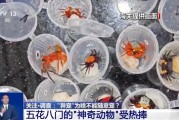 江山@铲屎官们 养“异宠”或危害国家安全 这些行为违法了
