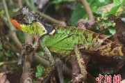江山云南南滚河保护区首次发现红唇棘蜥