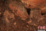 江山江西发现蜘蛛新物种 为研究呵叻蛛属适应区域提供依据