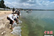 江山云南江川举行增殖放流活动 逾54万尾鱼游入星云湖